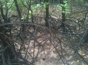 mangrove boardwalk 005