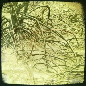 mangrove boardwalk 009