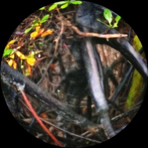 mangrove boardwalk 033