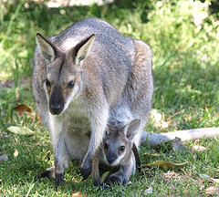 WALLABY