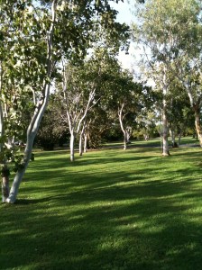 sunday_walkJan11 002