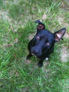 disorder in the house 005